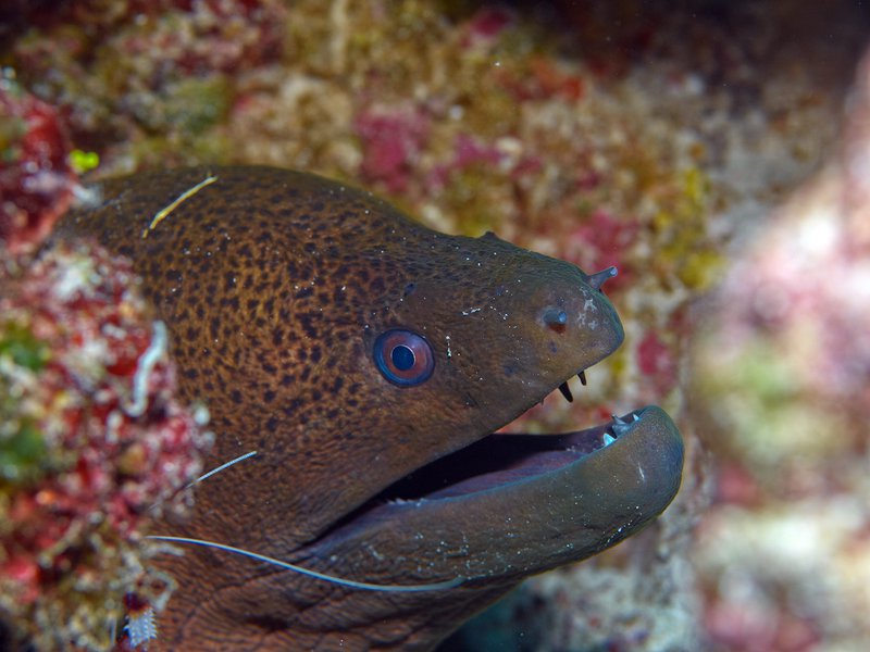 Moray eel, Shrimp, Coral Fan Garden